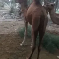 مجی ۳سال رسم|حیوانات مزرعه|بند زرک, |دیوار