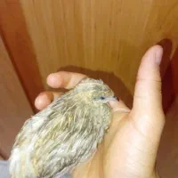 جوجه بلدرچین مینیاتوری