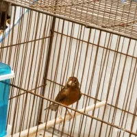 قناری نر سرخ ذات قدیم، سهره|پرنده|شیراز, شاپورجان|دیوار