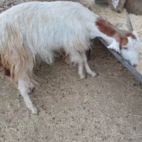 بز ماده|حیوانات مزرعه|رامشیر, |دیوار