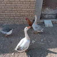 تعویض بوقلمون نرباماده