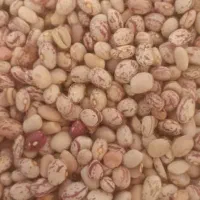 لوبیا چیتی بدون سرمازدگی امسال