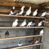 کبوتر