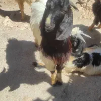 کهره نر
