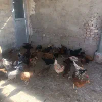 مرغ خروس جوجه