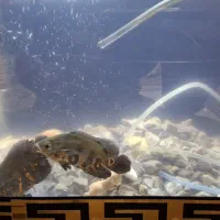 چند عدد ماهی