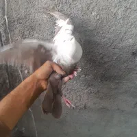 فروش ۱۵۰ تا کبوتر (باهم یا تک)|پرنده|کازرون, |دیوار