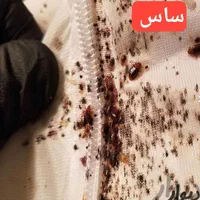 سمپاشی*موریانه سوسک ساس موش*سم پاشی ریشه کنی|خدمات نظافت|اهواز, کوی علوی|دیوار