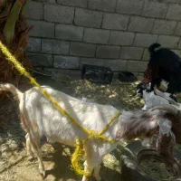 گوسفند پاکستانی بادوتا کهره ۳۵ ملیون کهره