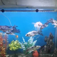 ماهی کوی سوپرباله|ماهی|چهاردانگه (تهران), |دیوار