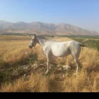 باسلام ی راس مادیان اصیل عشایری