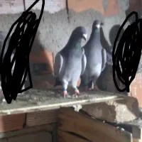 کبوتر مسافتی|پرنده|گنبد کاووس, |دیوار