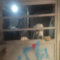 فاروج|سگ|فاروج, |دیوار