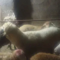 قوچ‌