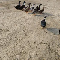 اردک، قوغاز، اردک نما|حیوانات مزرعه|شفت, |دیوار