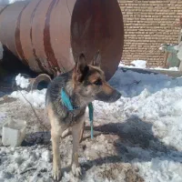 سگ ژرمن شپرد