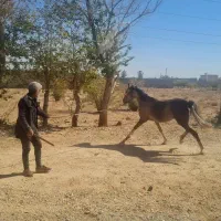 فروش مادیان سرحال سرو دم گیر|اسب و تجهیزات اسب‌سواری|نجف‌آباد, فیروزآباد|دیوار