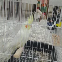 عروس