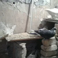 15 کبوتر بفروش میرسه