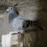 نروماده مگس