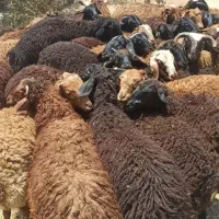 حراج گوسفند|حراج|قزوین, |دیوار