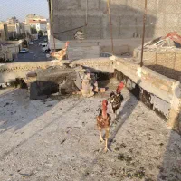 چهار خروس لاری اصیل