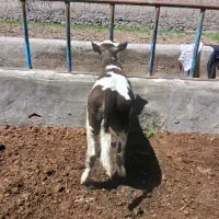 گوساله سیمنتال اصل