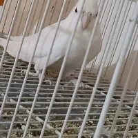 قفس. جفت البینو. فنچ