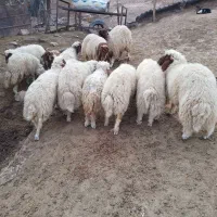 ۲۰ راس بره نر(کاور)