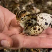 تخم نطفه دار بلدرچین