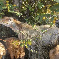 قوچ نژاد دار مغان