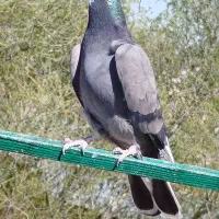 کبوتر غریب گیری