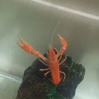 لابستر سایز بزرگ