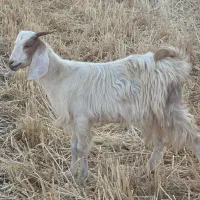 بزپاکستانی ماده ۲راس