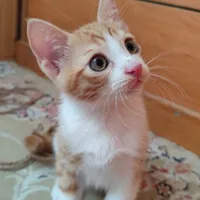 واگذاری بچه گربه