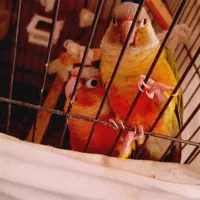 گرنجیچگ رنگ خای با تمام تجهیزات