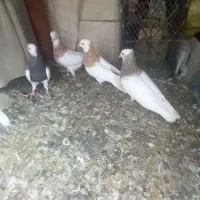 کبوتر طوقی|پرنده|نورآباد ممسنی, |دیوار