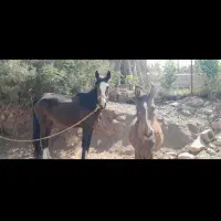 اسب مادیان و کره نر|اسب و تجهیزات اسبسواری|کوهدشت, |دیوار