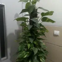 گل درختی|گل و گیاه طبیعی|تهران, مهرآباد جنوبی|دیوار