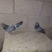 کبوتر|پرنده|شادگان, |دیوار