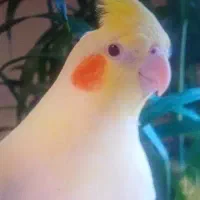 عروس هلندی رام