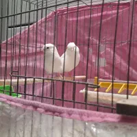 قناری وایت فکتور