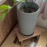 گل فوکوس وزاموفیلیا سرامیکی زیبا هدیه مادر ۴۵۰|گل و گیاه طبیعی|قم, چهل اختران|دیوار