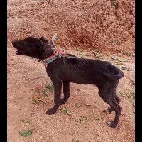 واگذاری حیوان