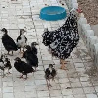 جوجه گلین اصل