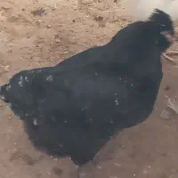 مرغ گلین|حیوانات مزرعه|فریدونکنار, |دیوار