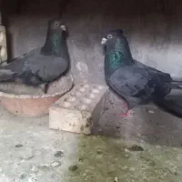 کفتر و سهره اهوازی