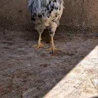 دو عدد خروس