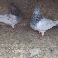 کله الماسی سینه زرد نر و ماده|پرنده|مشهد, رضاییه|دیوار