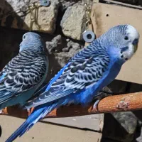 مرغ عشق خاص|پرنده|فردوس (خراسان), |دیوار